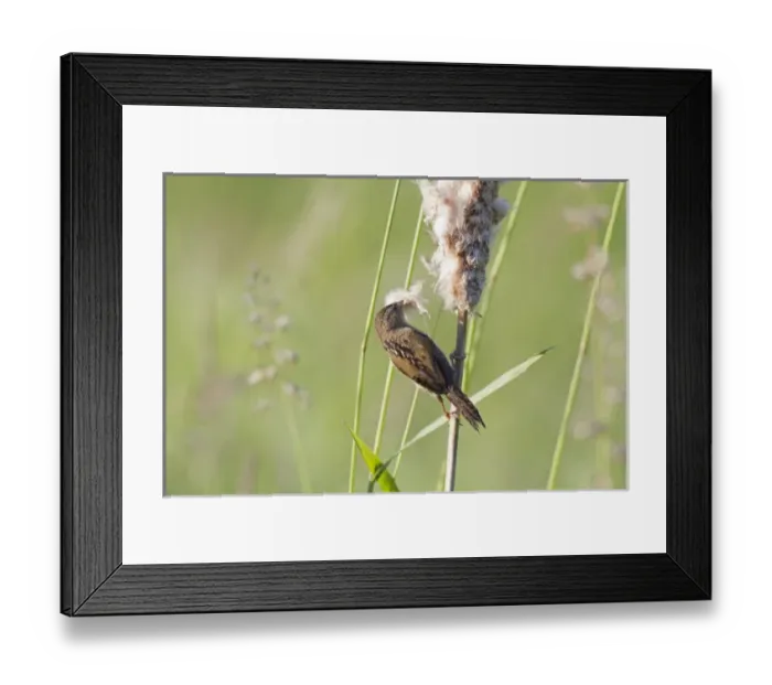 Framed Print : WA, Juanita Bay Wetland, Marsh Wren, gathering cattail down (Cistothorus palustris)