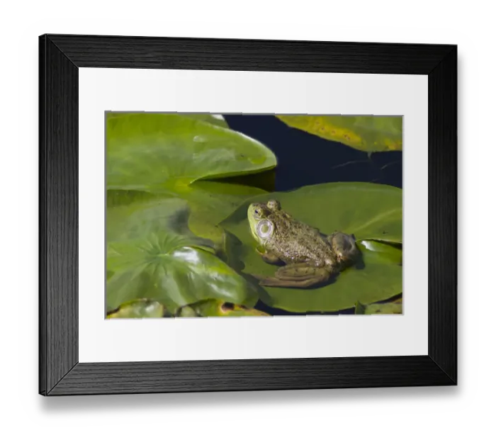 Framed Print : WA, Juanita Bay Wetland, Bullfrog, male (Rana catesbeiana) Framed Print : WA, Juanita Bay Wetland, Bullfrog, male (Rana catesbeiana)