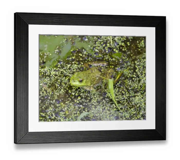 Framed Print : WA, Juanita Bay Wetland, Bullfrog, female (Rana catesbeiana)