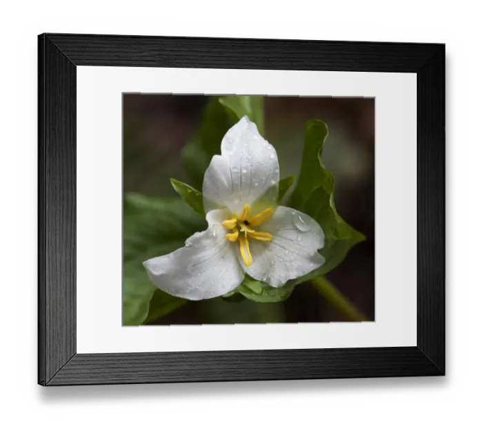 Framed Print : WA, Mount Baker-Snoqualmie National Forest, Trillium (Trillium ovatum) Framed Print : WA, Mount Baker-Snoqualmie National Forest, Trillium (Trillium ovatum)