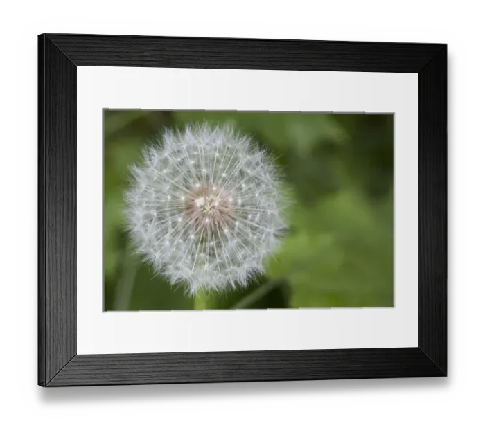 Framed Print : WA, Tiger Mountain State Forest, Dandelion, Seed Head (Taraxacum officinale) Framed Print : WA, Tiger Mountain State Forest, Dandelion, Seed Head (Taraxacum officinale)