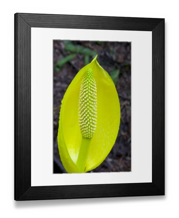 Framed Print : WA, Mount Baker-Snoqualmie National Forest, Yellow Skunk Cabbage (Lysichitum americanum) Framed Print : WA, Mount Baker-Snoqualmie National Forest, Yellow Skunk Cabbage (Lysichitum americanum)