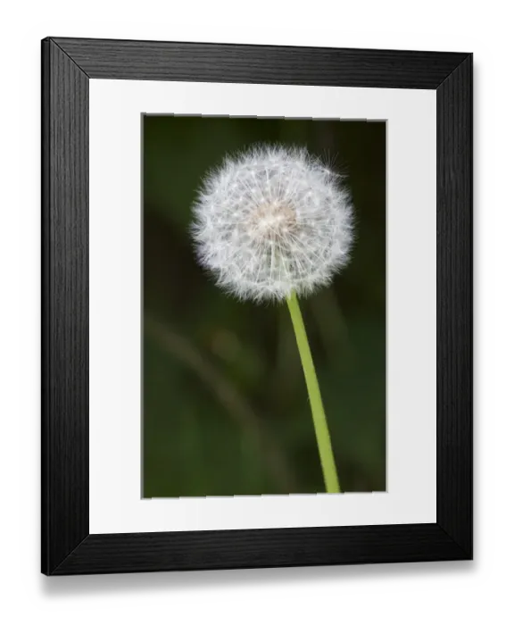 Framed Print : WA, Tiger Mountain State Forest, Dandelion, Seed Head (Taraxacum officinale)