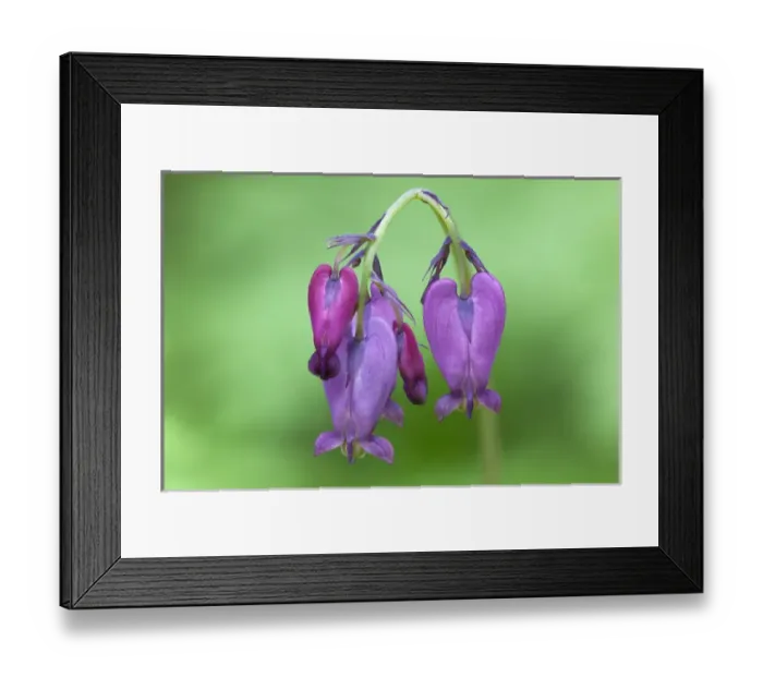 Framed Print : WA, Tiger Mountain State Forest, Western Bleeding Hearts (Dicentra formosa) Framed Print : WA, Tiger Mountain State Forest, Western Bleeding Hearts (Dicentra formosa)