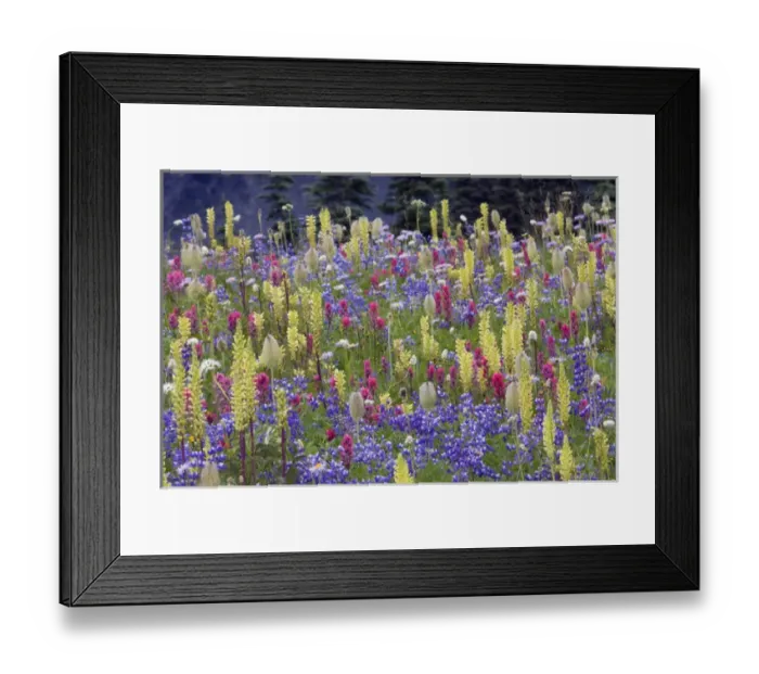 Framed Print : Alpine Wildflowers; Mount Rainier Framed Print : Alpine Wildflowers; Mount Rainier