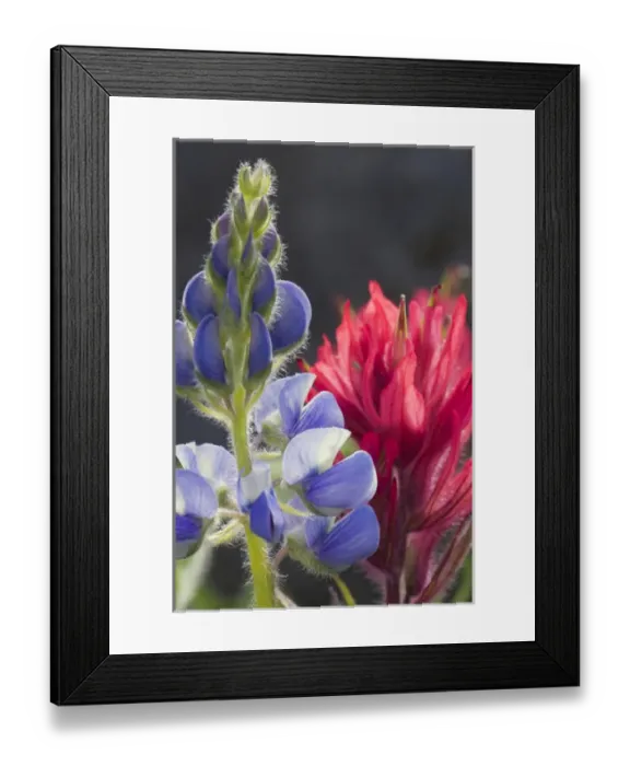 Framed Print : Silvery Lupine, Lavendar Paintbrush Framed Print : Silvery Lupine, Lavendar Paintbrush