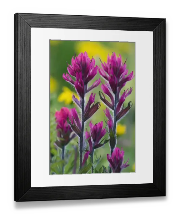 Framed Print : Lavendar Paintbrush Framed Print : Lavendar Paintbrush