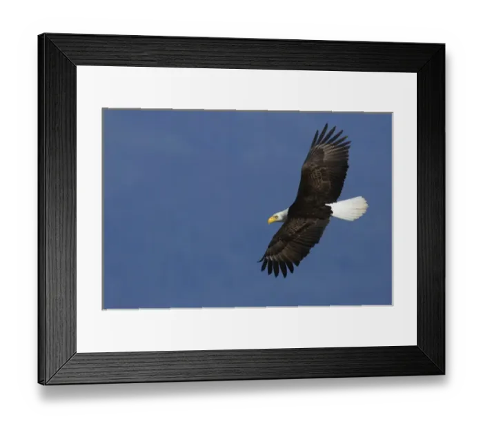 Framed Print : Bald Eagle Framed Print : Bald Eagle