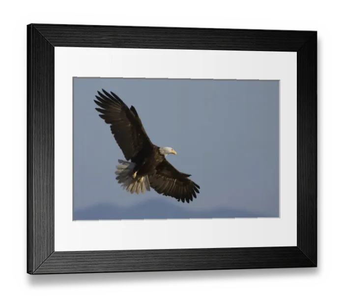Framed Print : Bald Eagle Framed Print : Bald Eagle