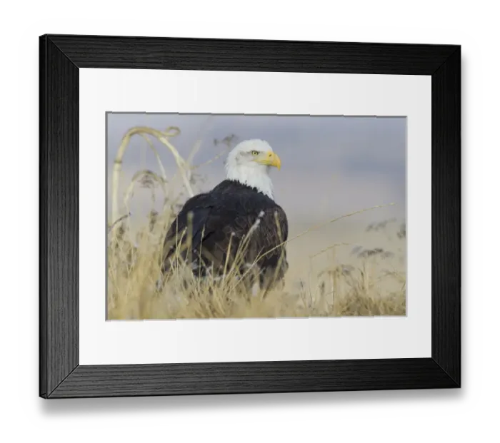 Framed Print : Bald Eagle on the ground Framed Print : Bald Eagle on the ground