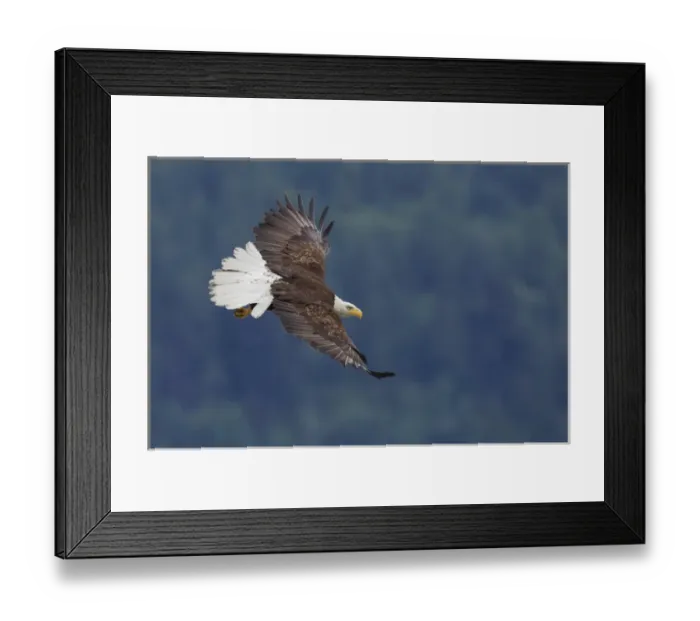 Framed Print : Bald Eagle in Flight Framed Print : Bald Eagle in Flight