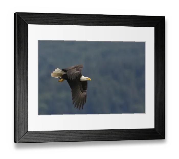 Framed Print : Bald Eagle Framed Print : Bald Eagle