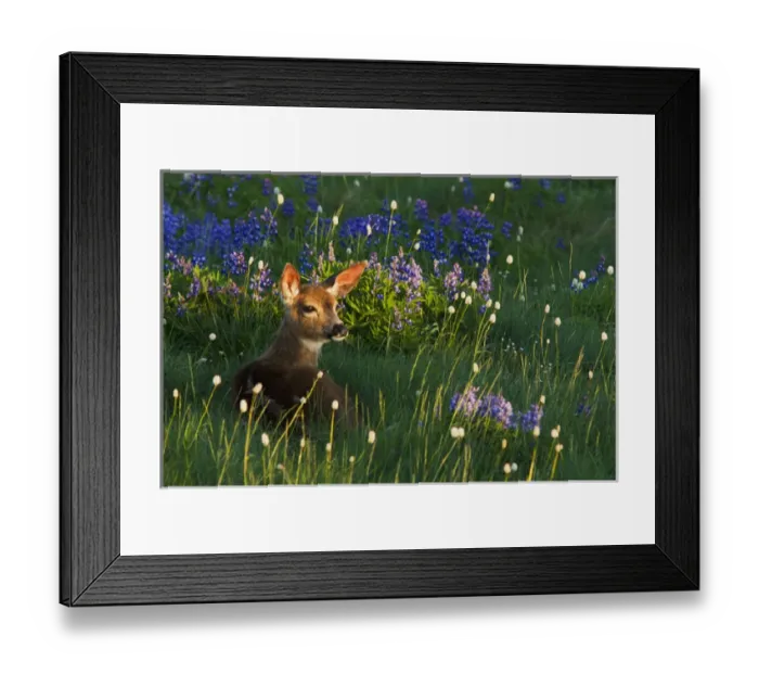 Framed Print : Black-tail Deer Fawn, alpine wildflowers