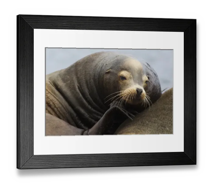Framed Print : California Sea Lion Resting Framed Print : California Sea Lion Resting