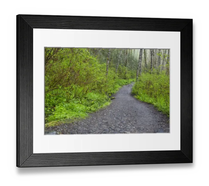 Framed Print : WA, Olallie State Park, Forest trail Framed Print : WA, Olallie State Park, Forest trail