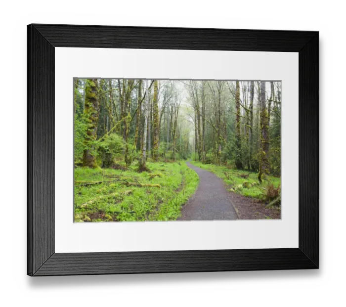 Framed Print : WA, Tiger Mountain State Forest, Forest Trail