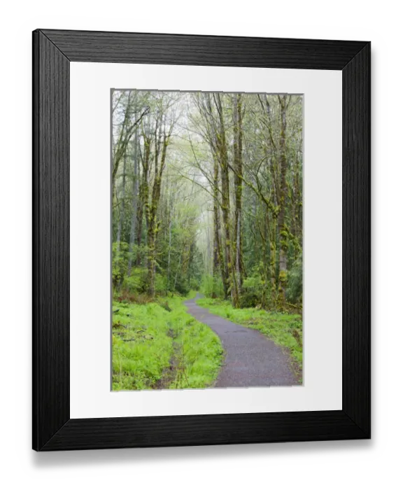 Framed Print : WA, Tiger Mountain State Forest, Forest Trail