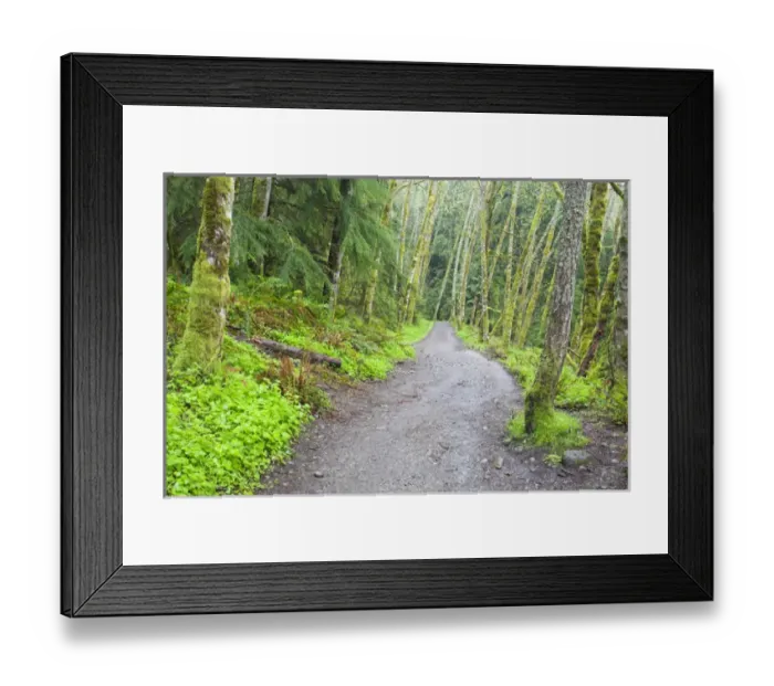 Framed Print : WA, Tiger Mountain State Forest, Forest Trail Framed Print : WA, Tiger Mountain State Forest, Forest Trail