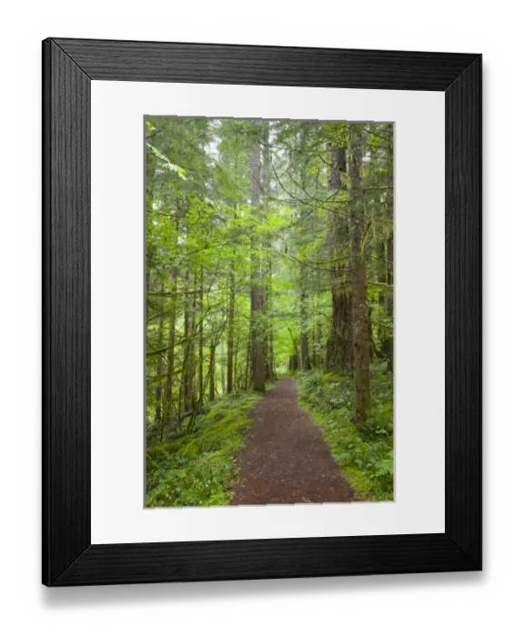 Framed Print : WA, Gifford Pinchot National Forest, Lewis River tral, l near Curly Creek Falls