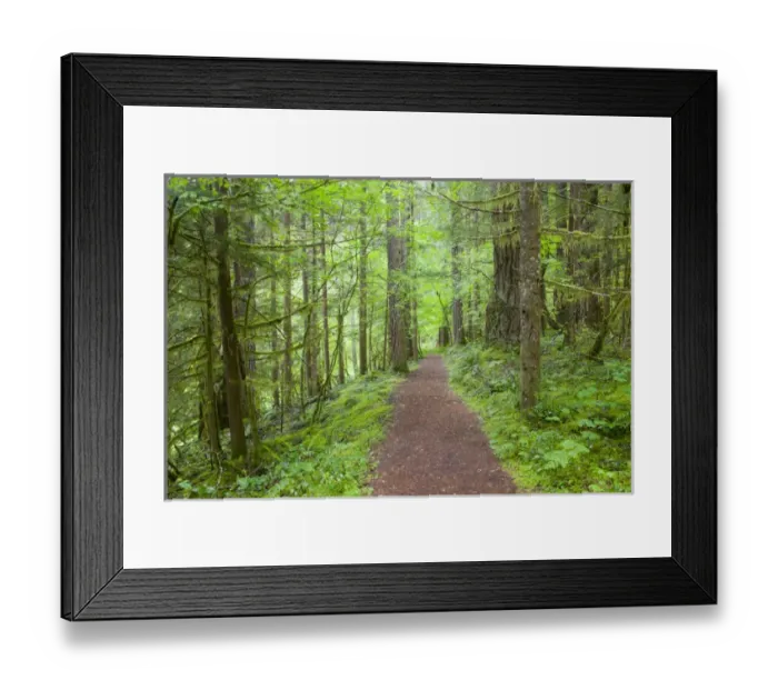 Framed Print : WA, Gifford Pinchot National Forest, Lewis River tral, l near Curly Creek Falls Framed Print : WA, Gifford Pinchot National Forest, Lewis River tral, l near Curly Creek Falls