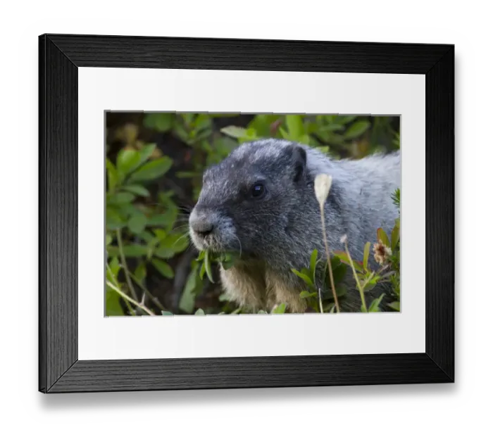 Framed Print : WA, Mount Rainier National Park, Hoary Marmot (Marmota caligata) Framed Print : WA, Mount Rainier National Park, Hoary Marmot (Marmota caligata)