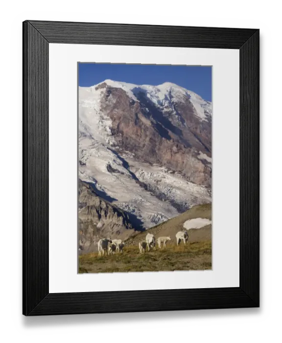 Framed Print : Mountain Goats on Burrows Mountain in front of Mount Rainier Framed Print : Mountain Goats on Burrows Mountain in front of Mount Rainier
