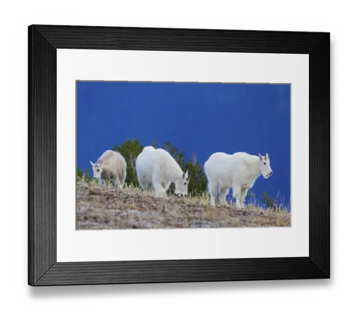 Framed Print : Mountain Goats foraging on alpine tundra