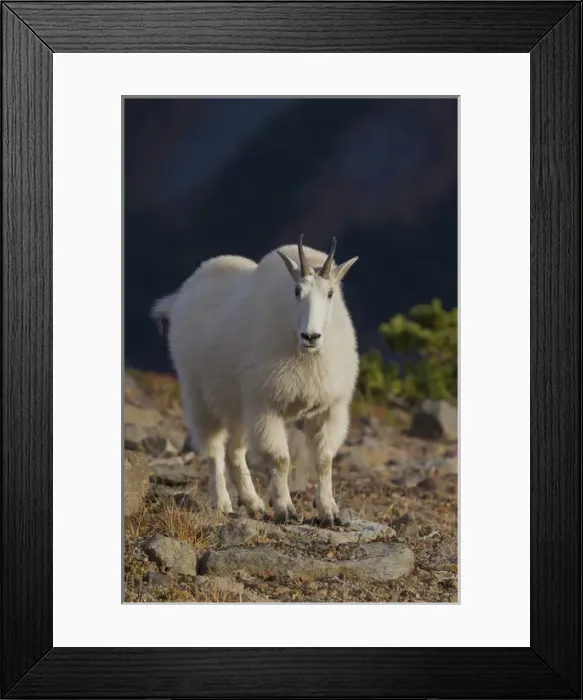 Framed Print : Mountain Goat
