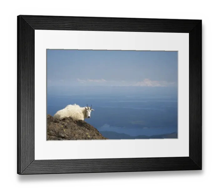 Framed Print : Olympic National Forest, Mount Ellinore. Mountain goat with Mount Rainier in background Framed Print : Olympic National Forest, Mount Ellinore. Mountain goat with Mount Rainier in background