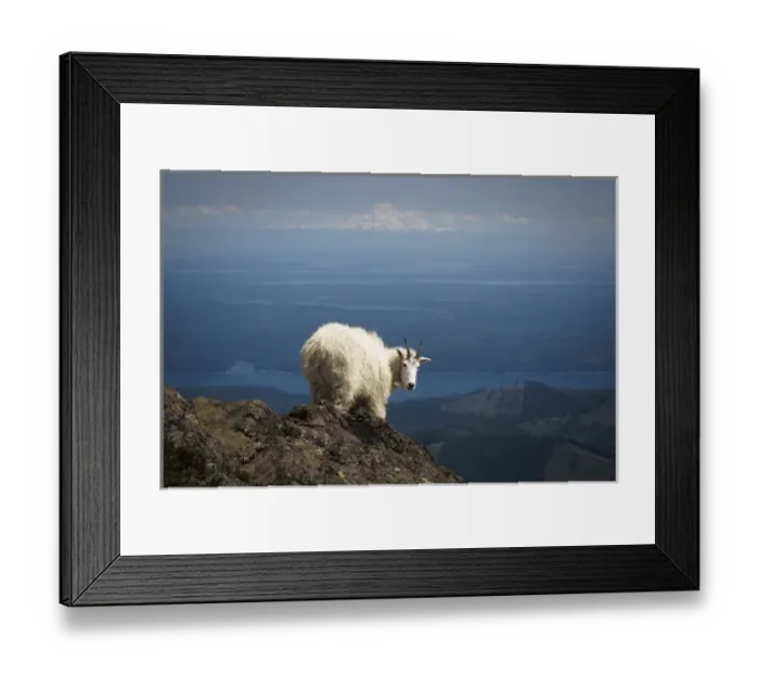 Framed Print : Olympic National Forest, Mount Ellinore. Mountain goat with Mount Rainier in background Framed Print : Olympic National Forest, Mount Ellinore. Mountain goat with Mount Rainier in background