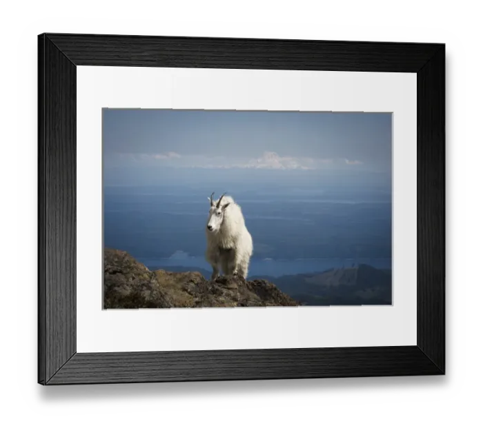 Framed Print : Olympic National Forest, Mount Ellinore. Mountain goat with Mount Rainier in background Framed Print : Olympic National Forest, Mount Ellinore. Mountain goat with Mount Rainier in background