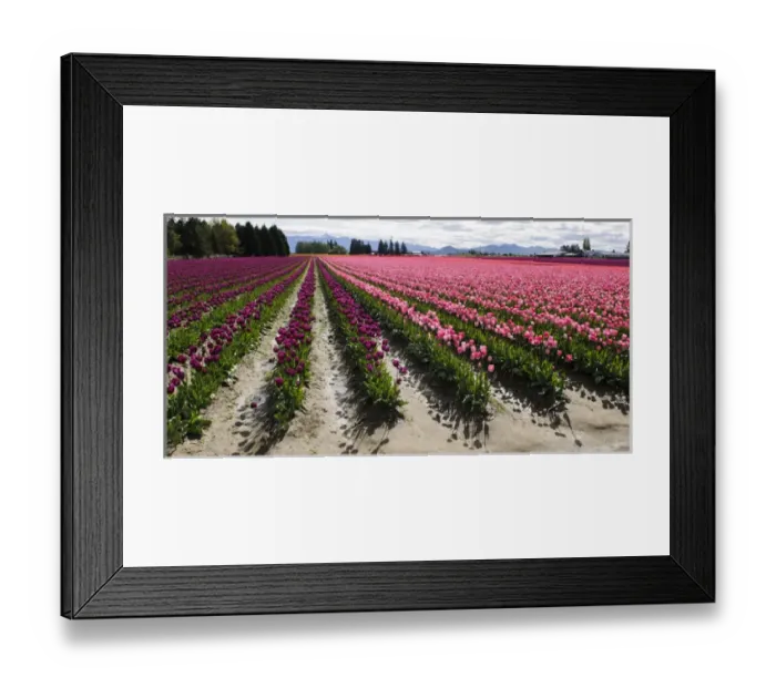 Framed Print : Washington, Mount Vernon. Tulip field Framed Print : Washington, Mount Vernon. Tulip field