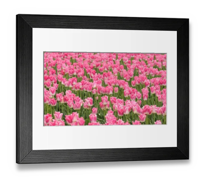 Framed Print : Washington, Mount Vernon. Tulip field