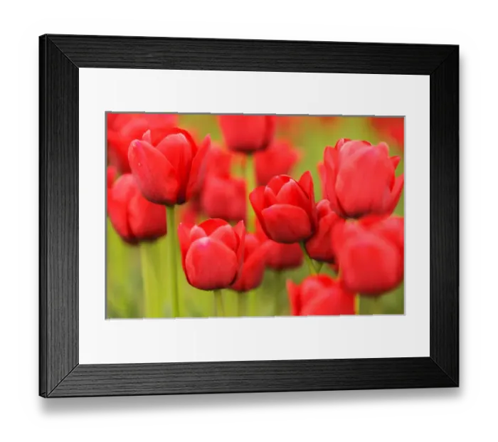 Framed Print : Washington, Mount Vernon. Tulip field Framed Print : Washington, Mount Vernon. Tulip field