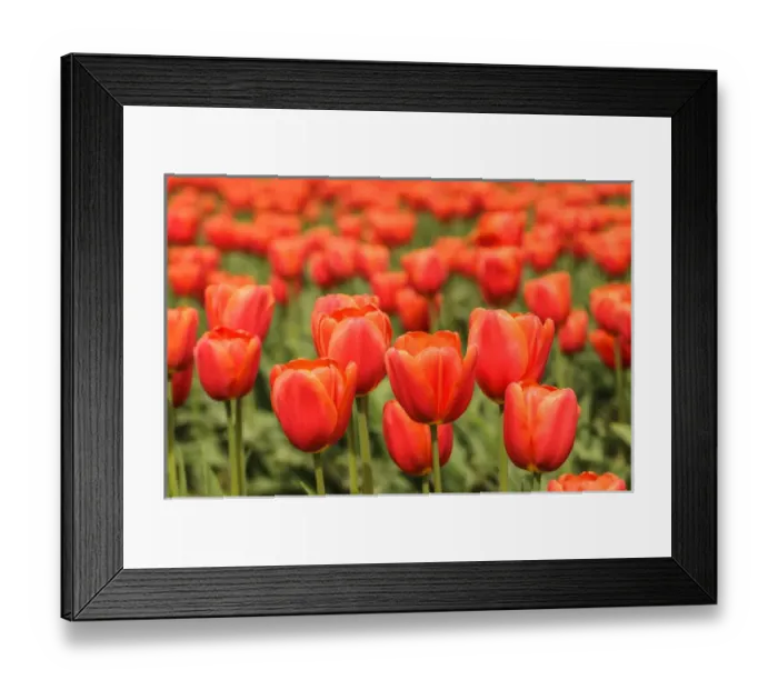 Framed Print : Washington, Mount Vernon. Tulip field Framed Print : Washington, Mount Vernon. Tulip field