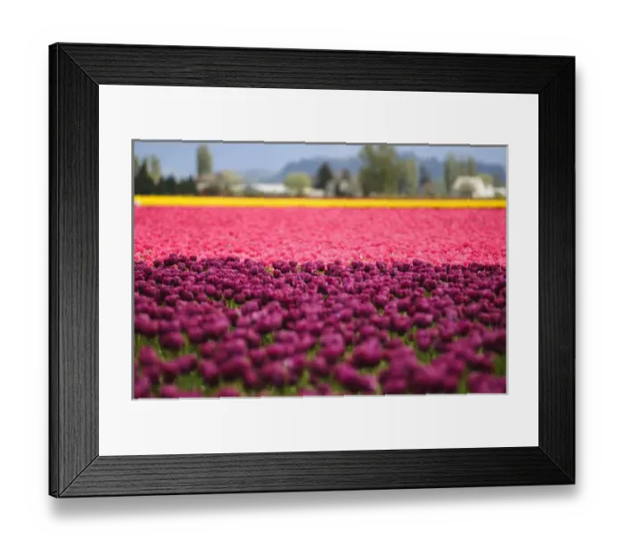 Framed Print : Washington, Mount Vernon. Tulip field
