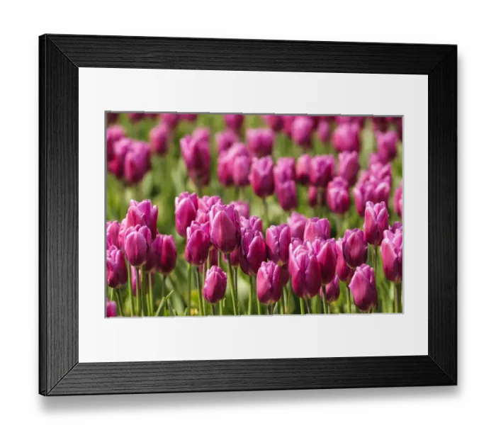 Framed Print : Washington, Mount Vernon. Tulip field