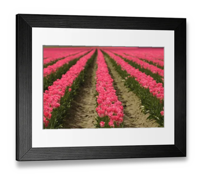 Framed Print : Washington, Mount Vernon. Tulip field