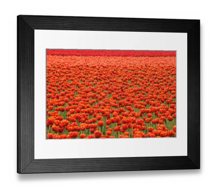 Framed Print : Washington, Mount Vernon. Tulip field Framed Print : Washington, Mount Vernon. Tulip field