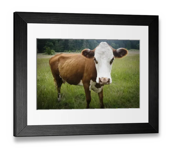 Framed Print : Washington, San Juan Islands, Stuart Island. Wide angle cow Framed Print : Washington, San Juan Islands, Stuart Island. Wide angle cow