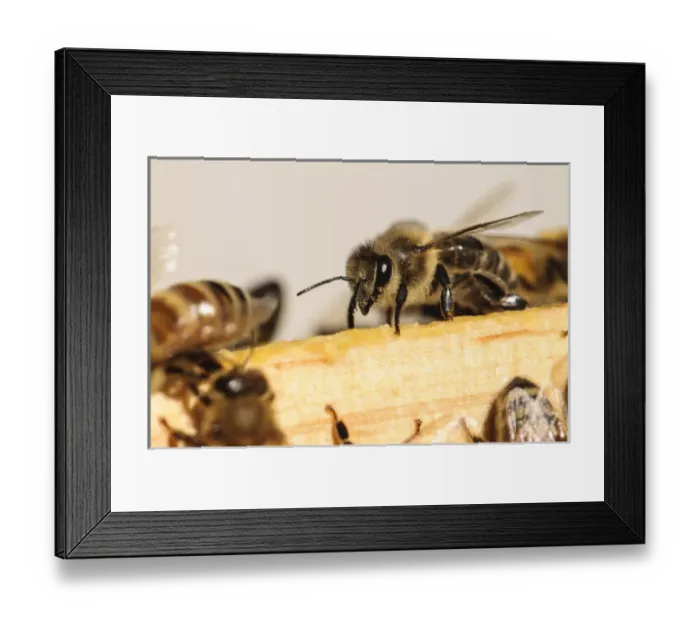 Framed Print : Seattle. Closeup of honeybee Framed Print : Seattle. Closeup of honeybee