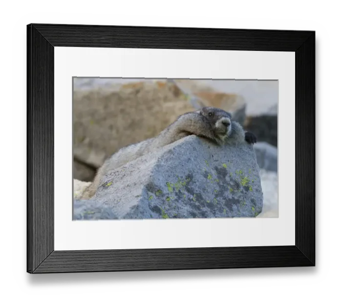 Framed Print : WA, Mount Rainier National Park, Hoary Marmot (Marmota caligata)