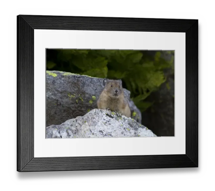 Framed Print : WA, Mount Rainier National Park, American Pika (Ochotona princeps) Framed Print : WA, Mount Rainier National Park, American Pika (Ochotona princeps)