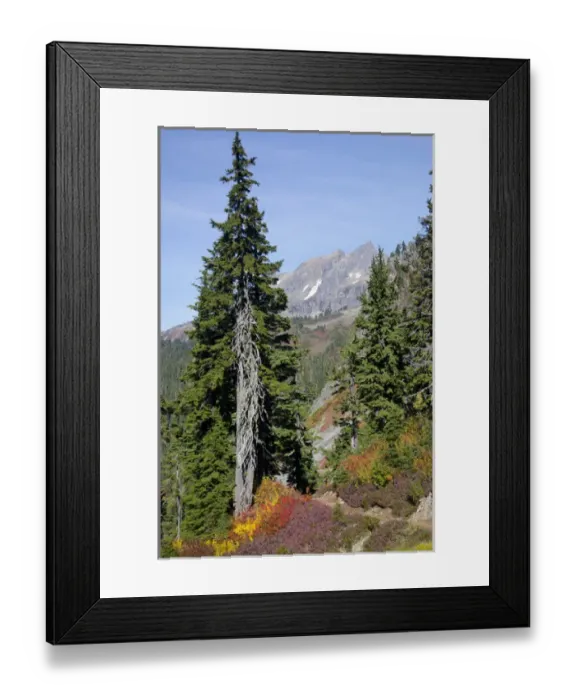 Framed Print : WA, Mount Baker National Recreation Area, Park Butte, Upper Morovitz Meadow area Framed Print : WA, Mount Baker National Recreation Area, Park Butte, Upper Morovitz Meadow area