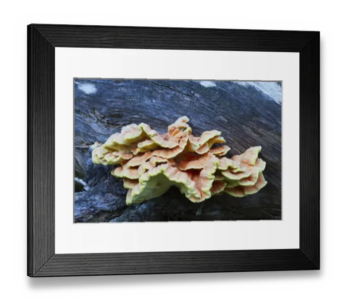 Framed Print : WA, Glacier Peak Wilderness, Sulphur Shelf Mushroom, Laetiporus conifericola