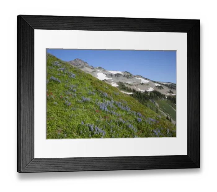 Framed Print : WA, Goat Rocks Wilderness, Subalpine Lupine covered hillside and Goat Rocks in background Framed Print : WA, Goat Rocks Wilderness, Subalpine Lupine covered hillside and Goat Rocks in background