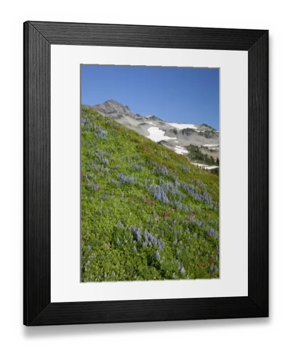 Framed Print : WA, Goat Rocks Wilderness, Subalpine Lupine covered hillside and Goat Rocks in background Framed Print : WA, Goat Rocks Wilderness, Subalpine Lupine covered hillside and Goat Rocks in background