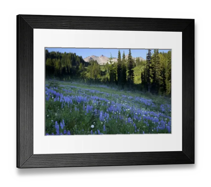 Framed Print : WA, Goat Rocks Wilderness, Subalpine lupine wildflower meadow with Goat Rocks