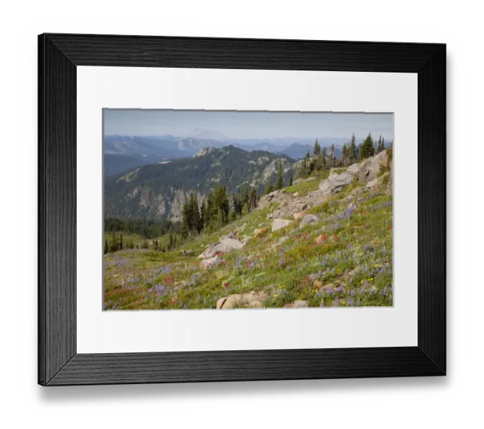 Framed Print : WA, Goat Rocks Wilderness, Wildflower meadow with Mount Saint Helens in background Framed Print : WA, Goat Rocks Wilderness, Wildflower meadow with Mount Saint Helens in background