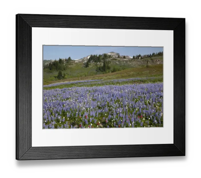 Framed Print : WA, Goat Rocks Wilderness, Subalpine lupine wildflower meadow with Goat Rocks Framed Print : WA, Goat Rocks Wilderness, Subalpine lupine wildflower meadow with Goat Rocks